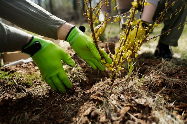 Plantación de árboles como parte del proceso de reforestación