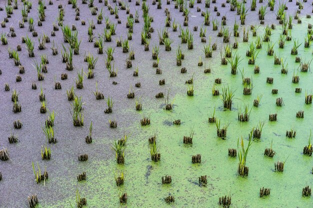 Plantación de arroz