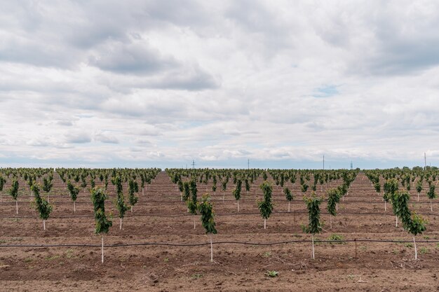 Plantación de cerezos con cielo