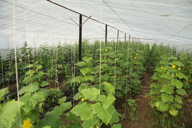 Plantación de hortalizas en invernadero