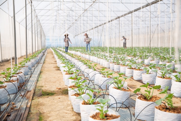 Plantación de melones con trabajadores.