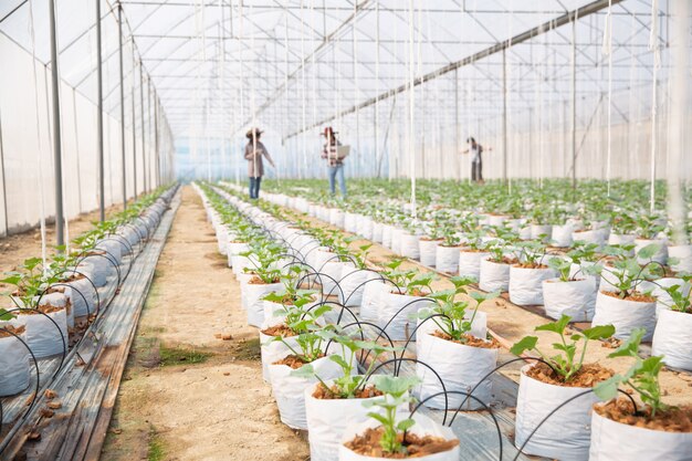 Plantación de melones con trabajadores.