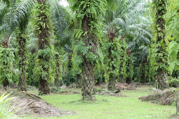 Foto gratuita plantación de palma aceitera