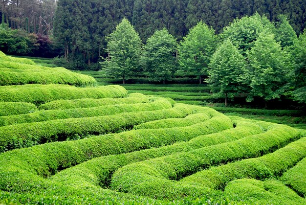 Plantación en el sudeste asiático