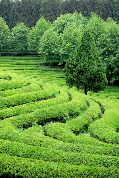 Foto gratuita plantación de té en asia