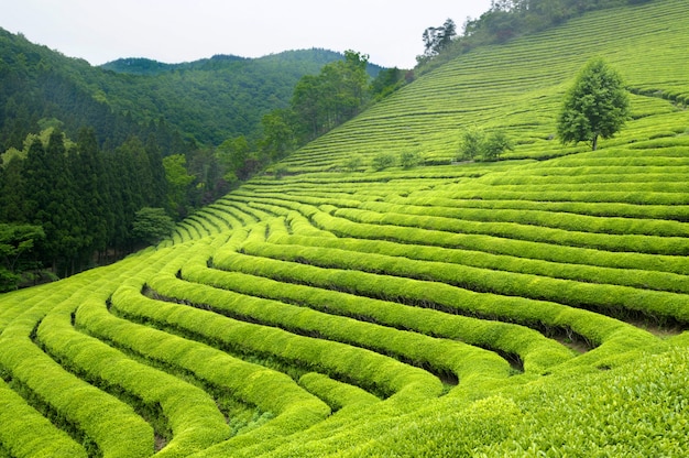 Plantación de té en Corea del Sur (los arbustos de color verde brillante son para el té verde).
