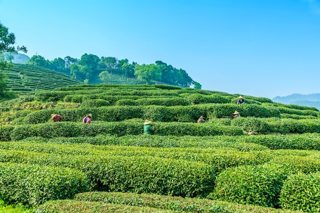 Plantación de trabajo primavera de fondo tradicional