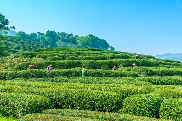 Plantación de trabajo primavera de fondo tradicional