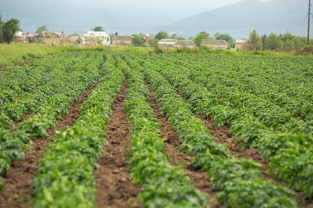 Plantación verde con cosecha en el pueblo.