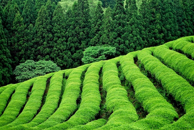 Plantación verde de té en el sudeste asiático