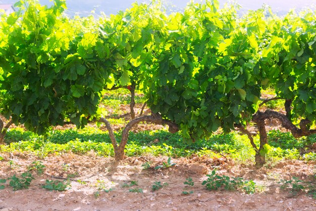 Plantación de viñedos en día soleado de verano