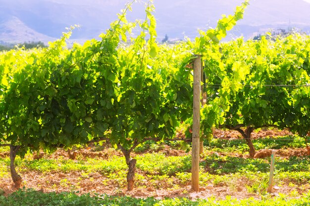 Plantación de viñedos en un día soleado