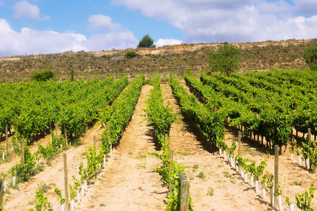 Plantación de viñedos