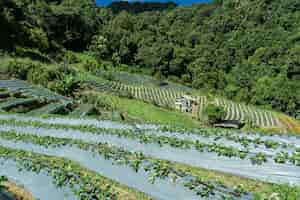 Foto gratuita plantaciones de hortalizas en medio del bosque