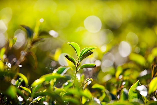 Foto gratuita plantaciones de té