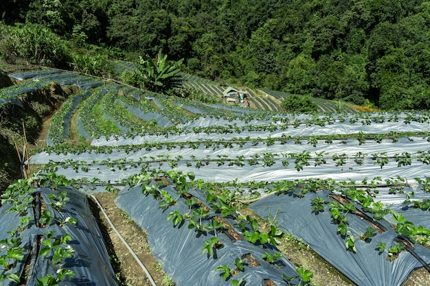 Plantaciones en terrazas en medio del bosque.