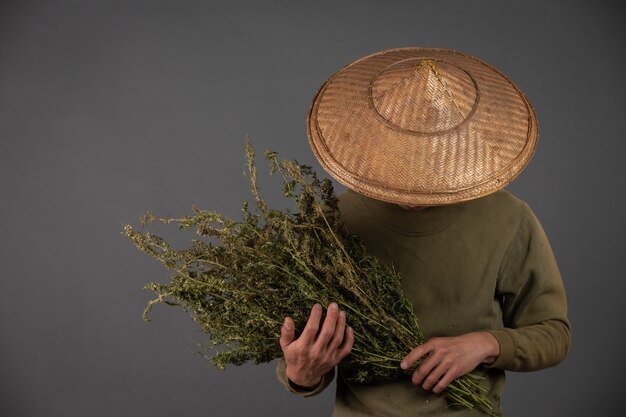 Los plantadores sostienen árboles de cannabis sobre un fondo gris.