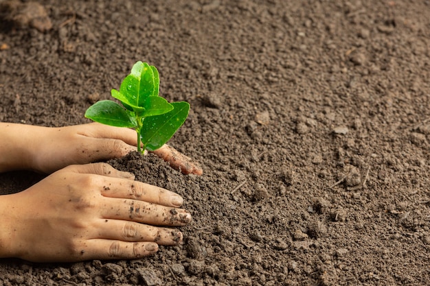 Plantando plántulas en el suelo a mano.