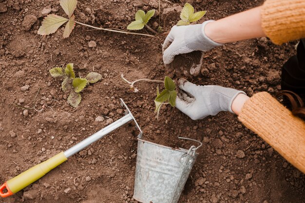 Plantando