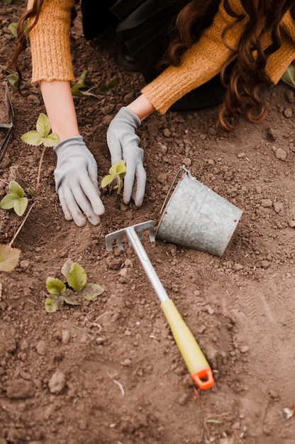 Plantando