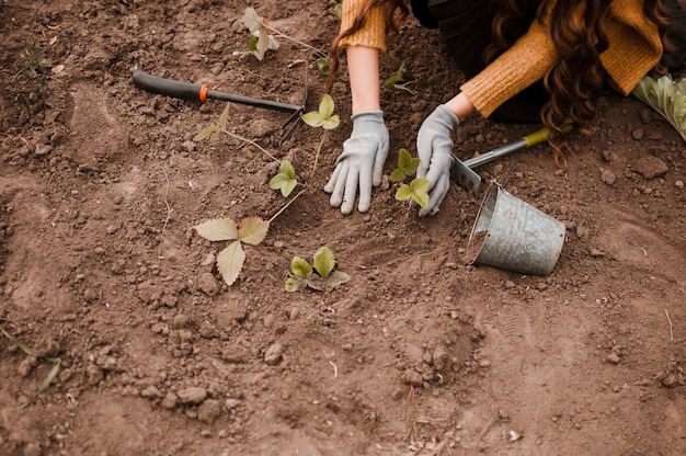 Plantando