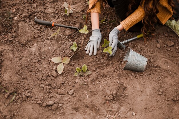 Plantando