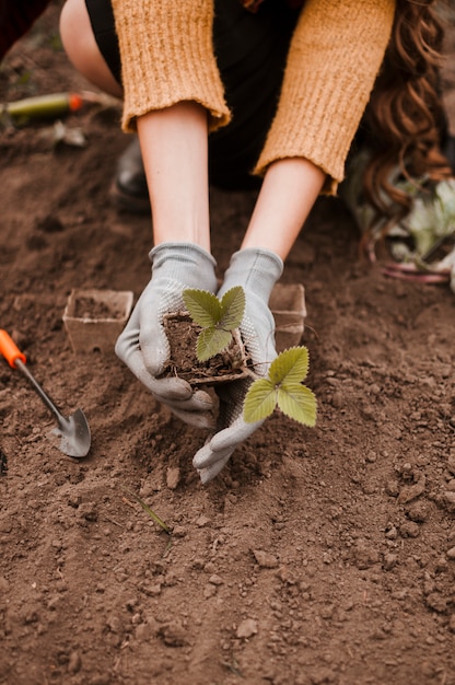 Plantando