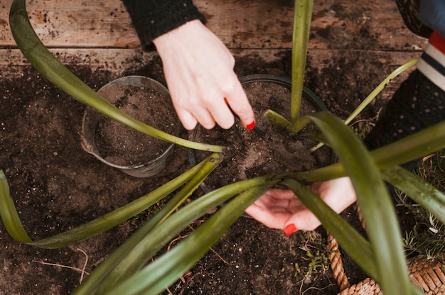 Foto gratuita plantando