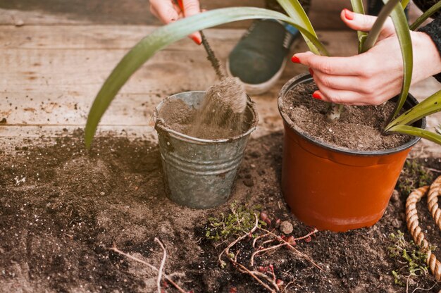 Plantando