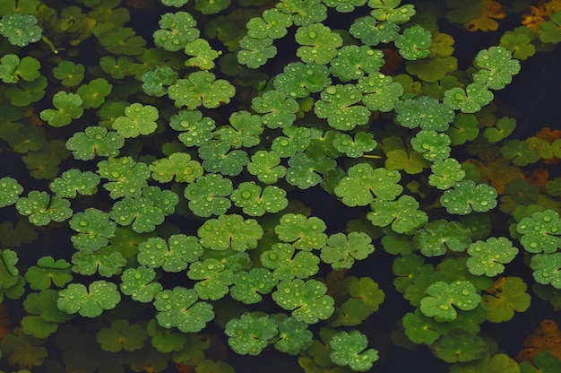 Plantas acuáticas verdes flotando en un pantano.