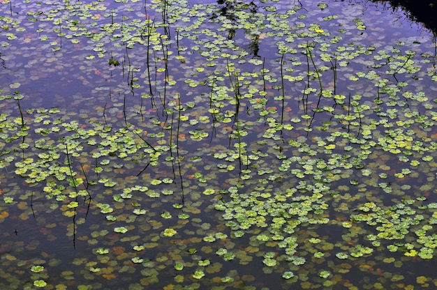 Plantas acuáticas verdes flotando en un pantano.