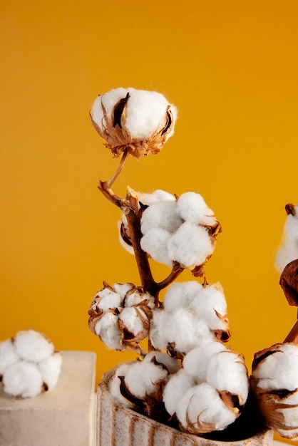 Foto gratuita plantas de algodón bodegón