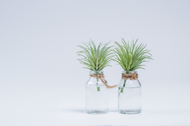 Plantas de Aloe Vera en frascos de vidrio llenos de agua aislado en blanco