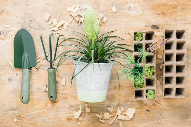 Plantas de bebé en bandeja de turba con herramientas de jardinería con planta en maceta en el escritorio de madera