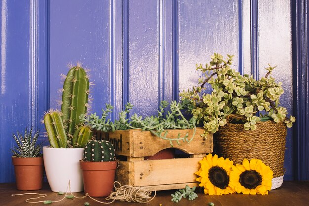 Plantas, cactus y girasoles