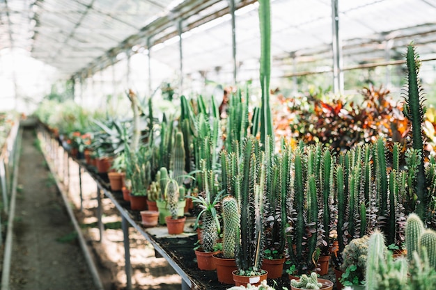 Plantas de cactus que crecen en invernadero