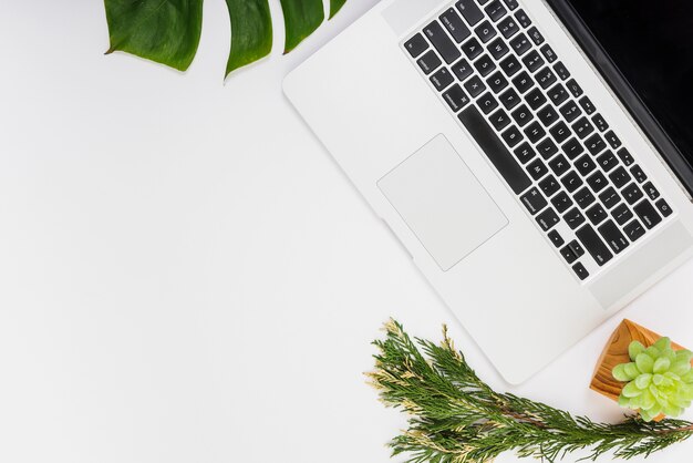 Plantas cerca del teclado del ordenador portátil