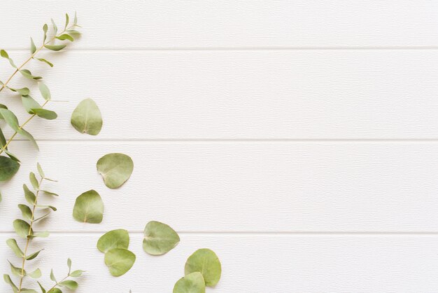 Plantas decorativas sobre un fondo