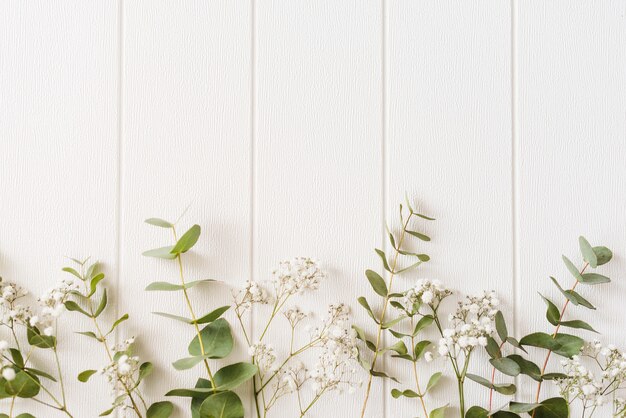 Plantas decorativas sobre un fondo