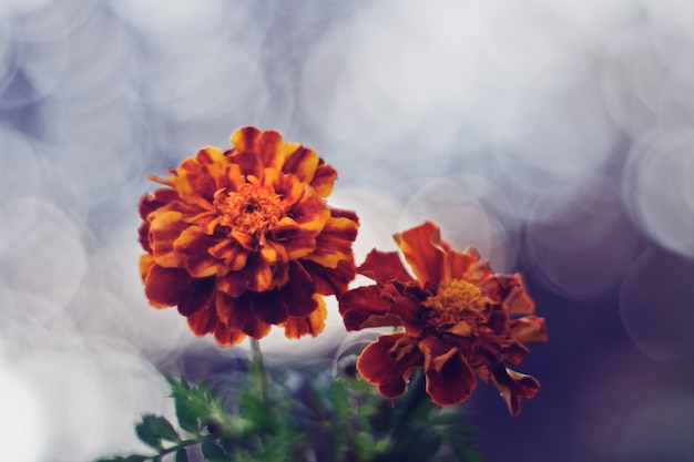 Foto gratuita plantas en flor con fondo borroso