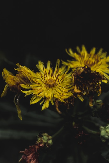 Plantas de flores amarillas secas en medio del bosque