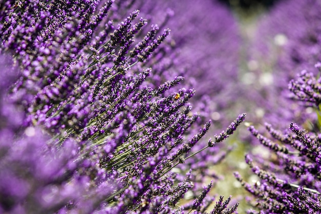 Plantas con flores de Lavandula púrpura que crecen en el medio del campo