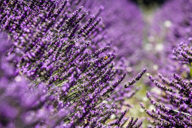 Plantas con flores de Lavandula púrpura que crecen en el medio del campo