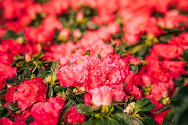 Plantas con flores rojas para el fondo