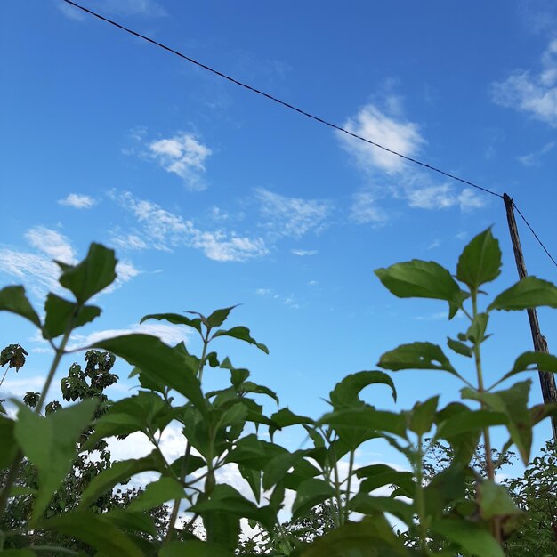 Plantas con fondo de cielo azul