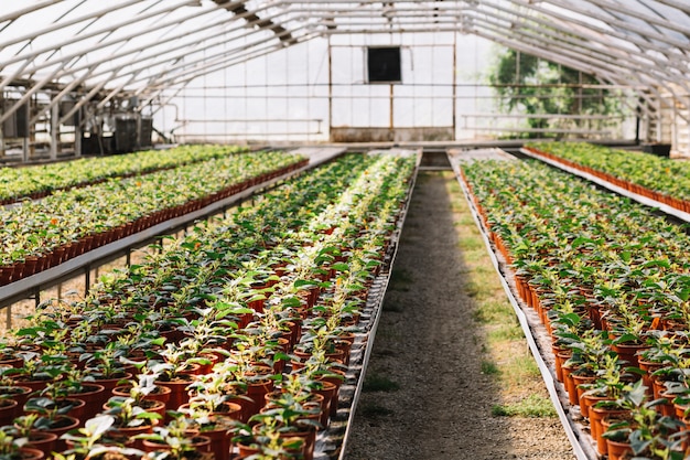 Plantas frescas creciendo en el invernadero