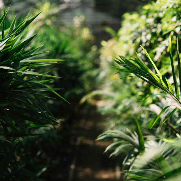 Plantas frescas creciendo en el invernadero