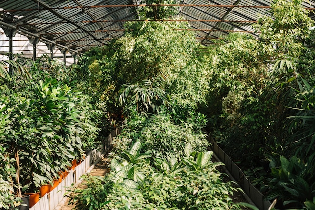 Foto gratuita plantas frescas creciendo en el invernadero