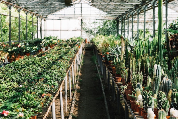 Plantas frescas creciendo en el invernadero