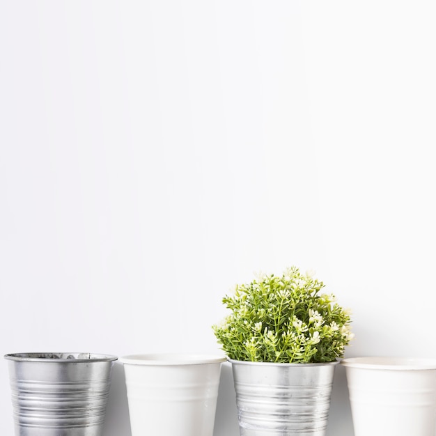 Plantas frescas en maceta de plata sobre fondo blanco